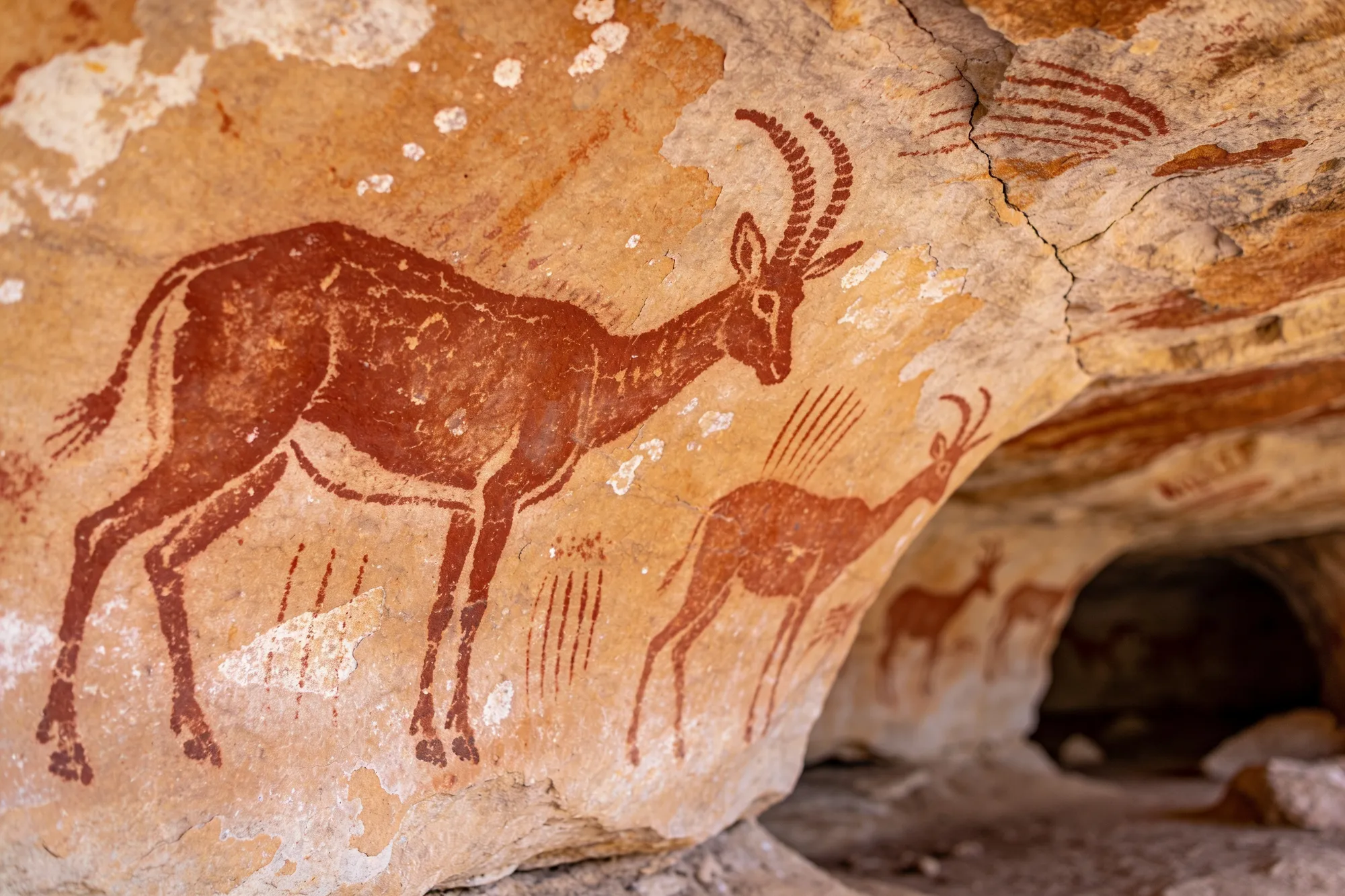 San rock paintings of eland in a shelter at Giant's Castle