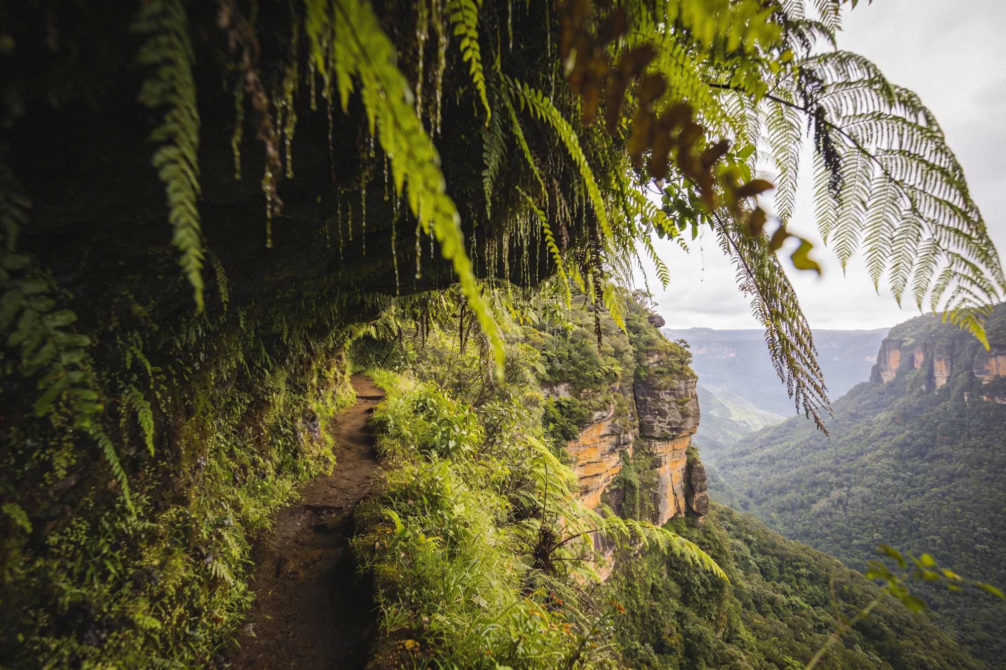 The forest and the higher lookouts