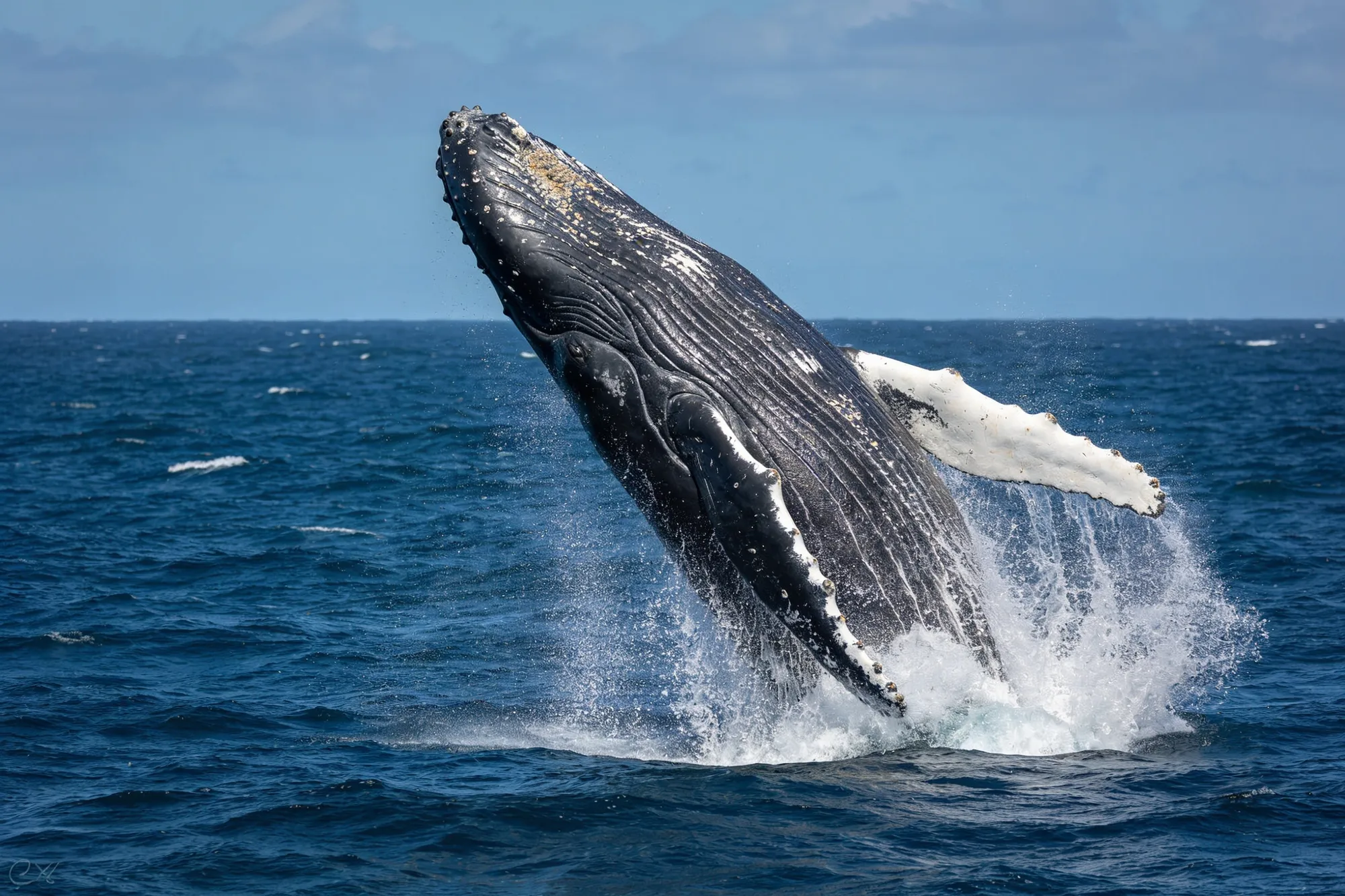 Photo: A southern right whale breaching