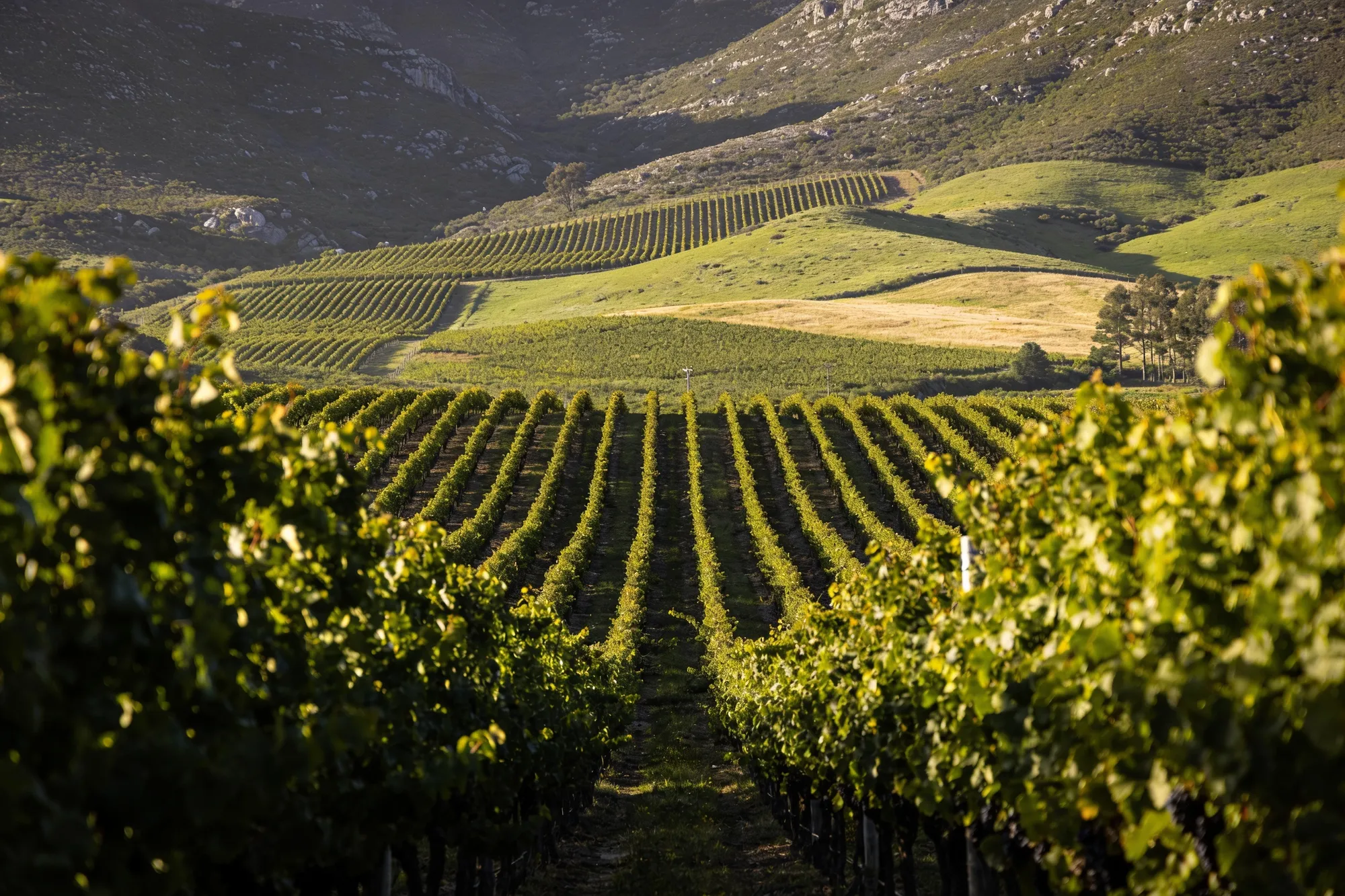 Photo: Hemel-en-Aarde vineyards