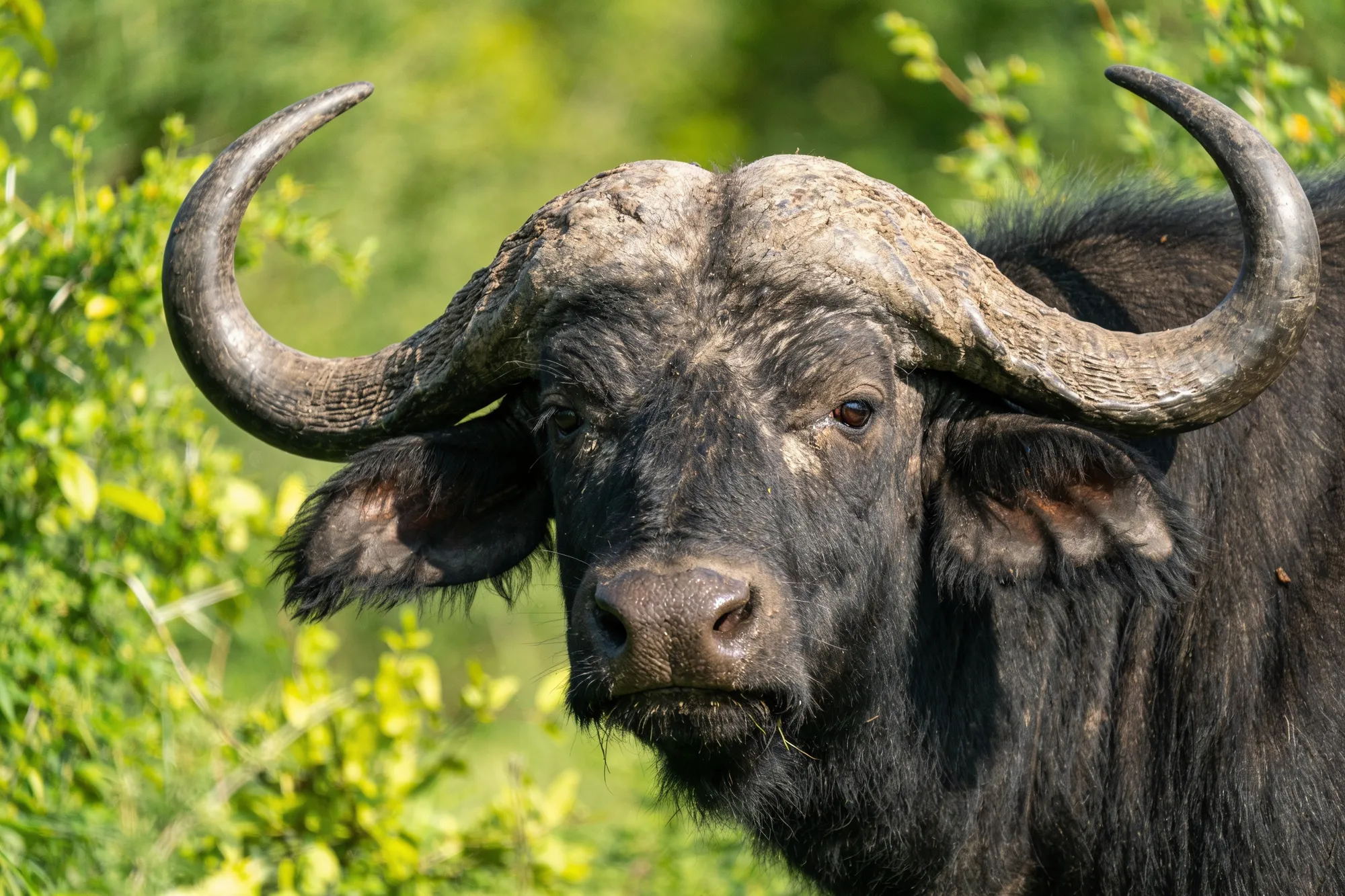 Photo — A buffalo herd