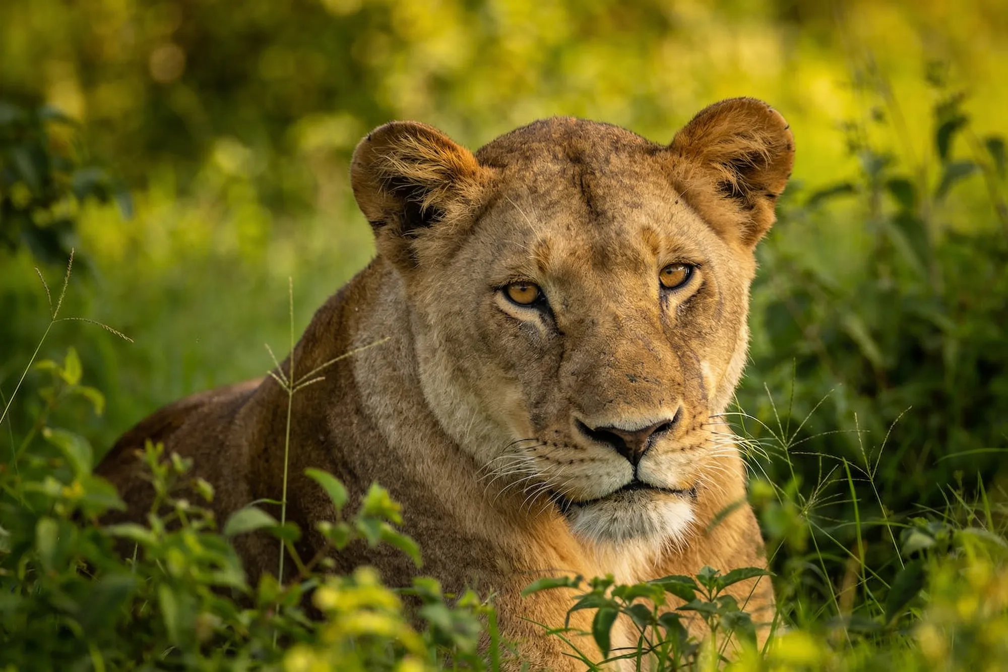 Photo — A lion in the long grass