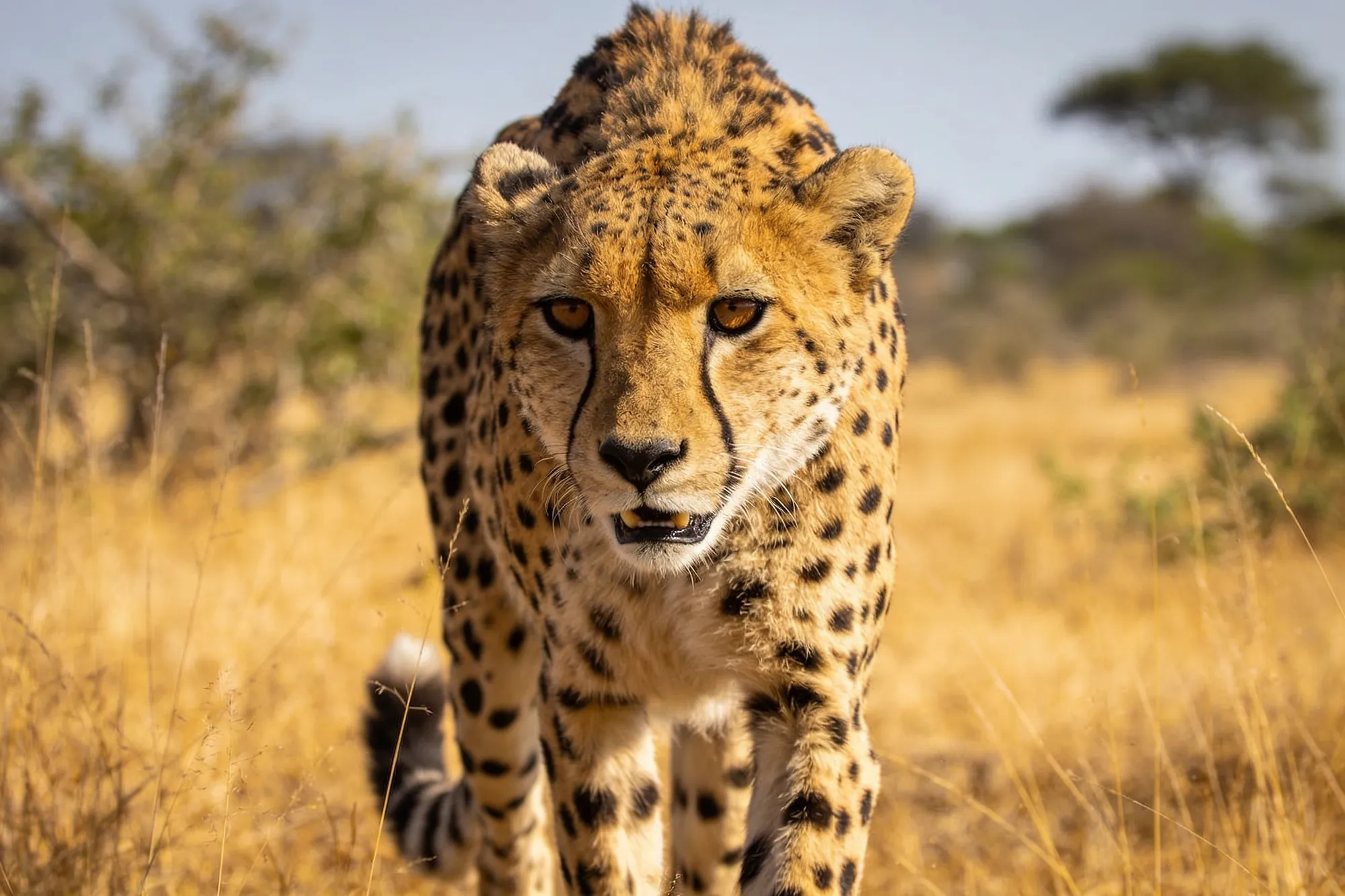 Photo: A cheetah at HESC