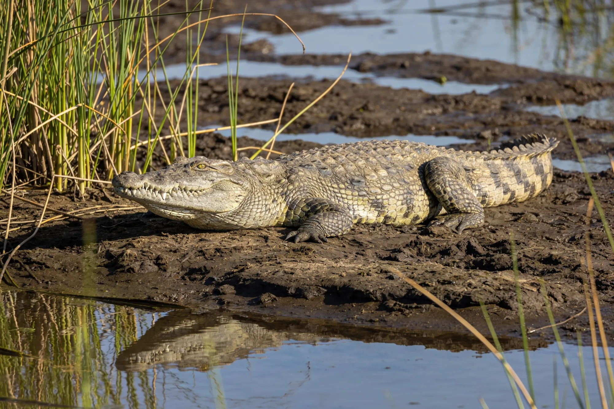 Photo — A Nile crocodile on the bank