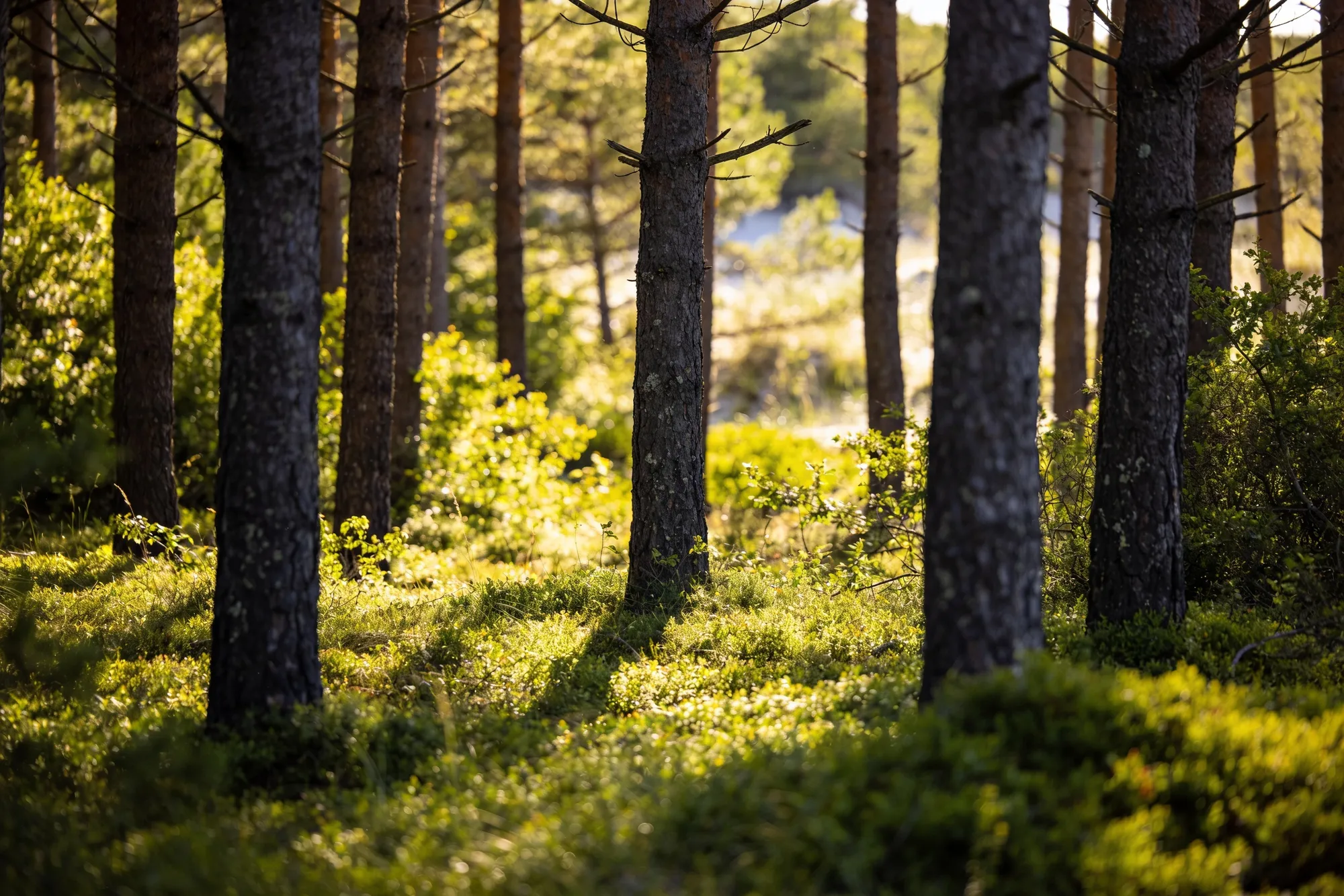 Photo — Dune forest on the Eastern Shores