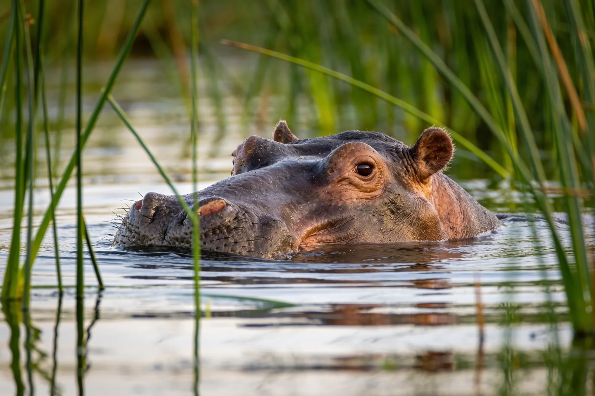 Photo — A hippo in the estuary