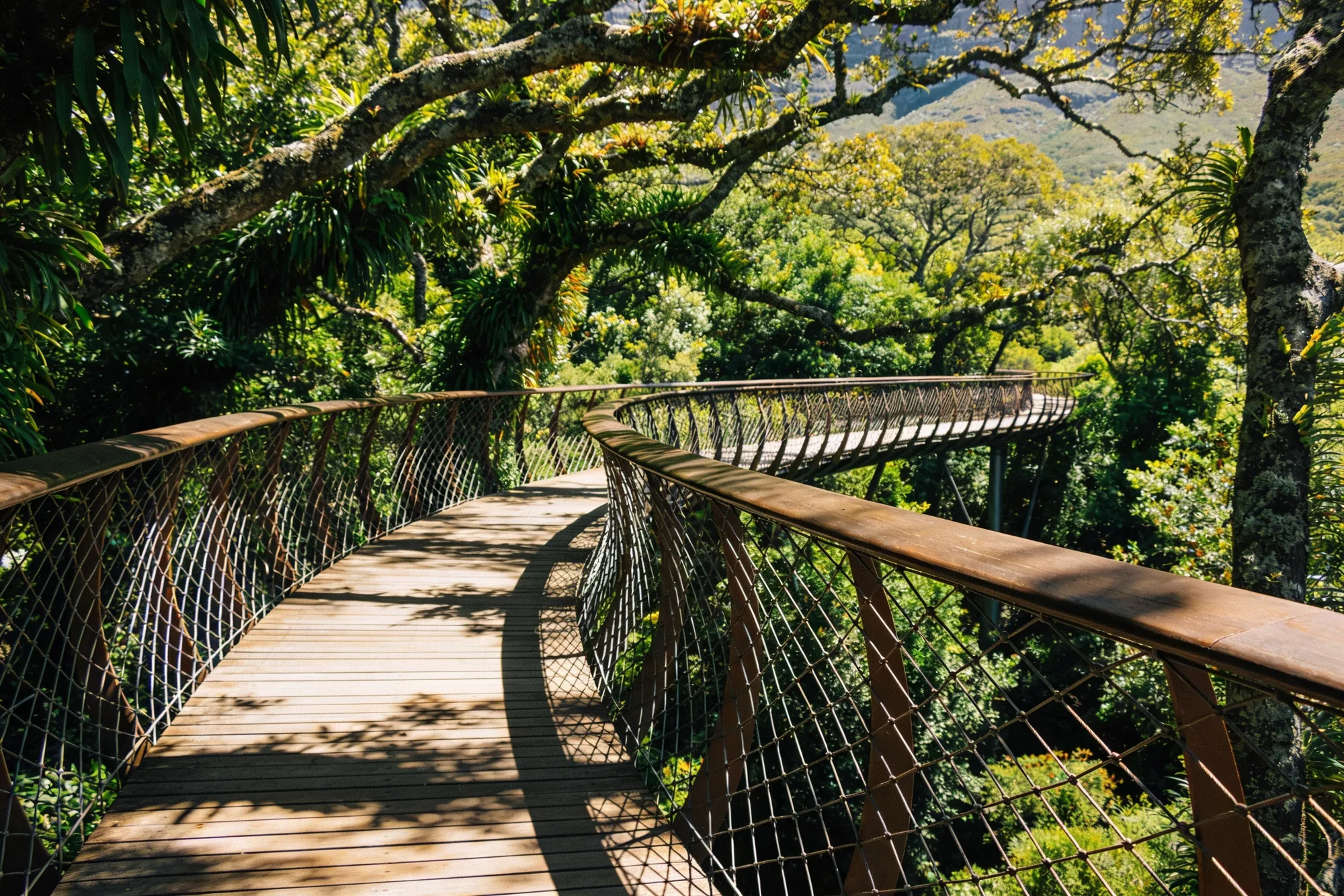 Foto: la pasarela elevada Boomslang