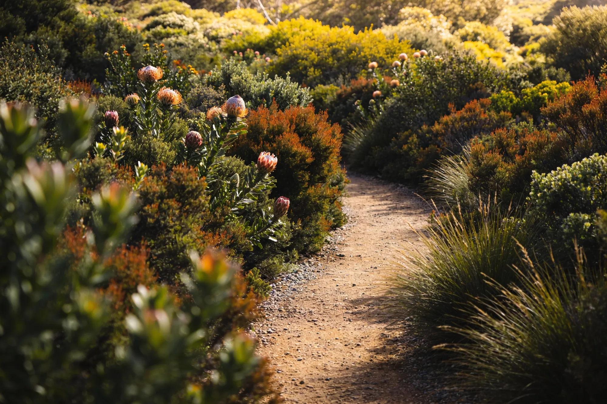 Foto: un sendero entre el fynbos