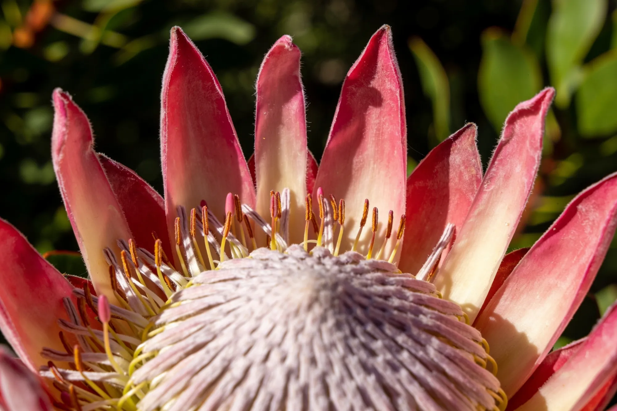 Foto: una protea real en flor