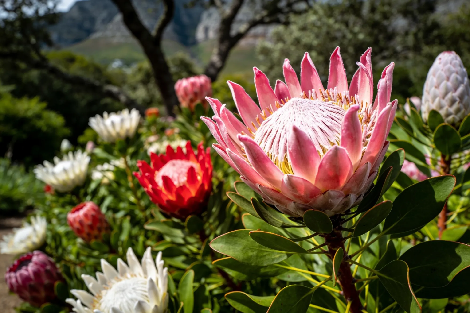 Fynbos, proteas y el Boomslang