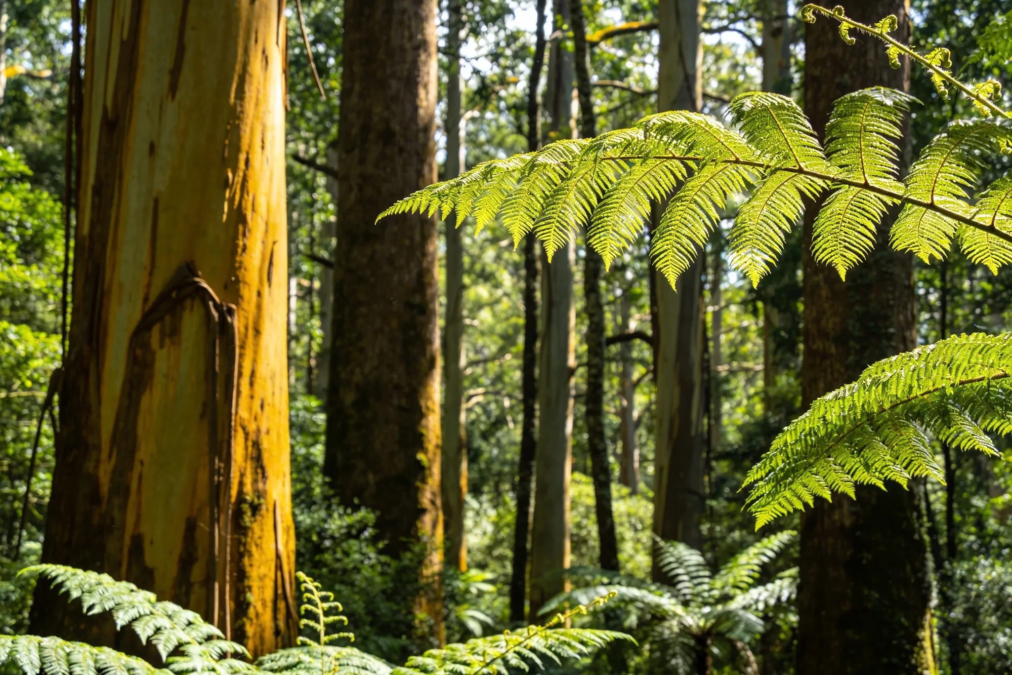 Photo — The indigenous Knysna forest
