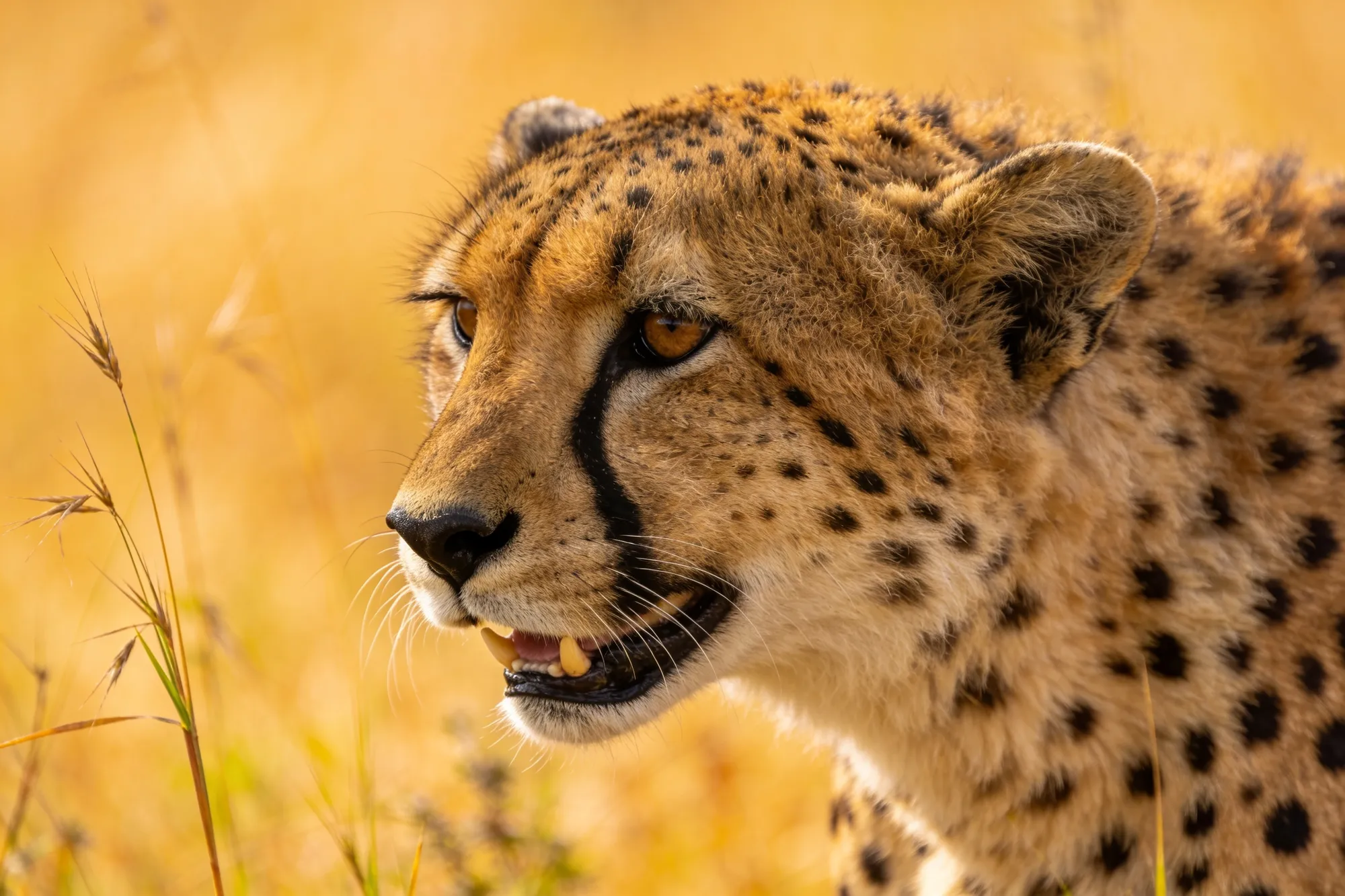 Photo: A cheetah on the plains