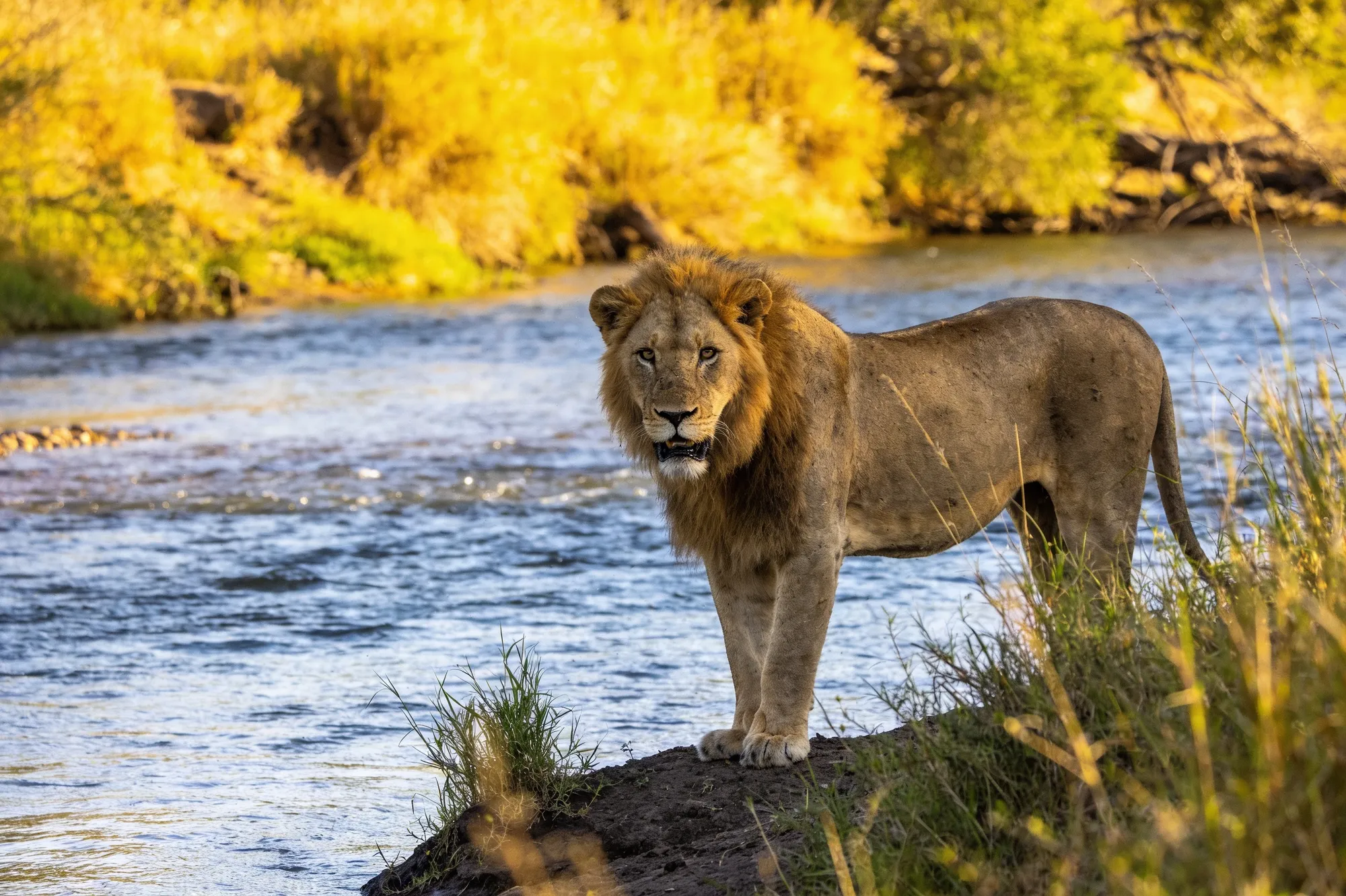 Photo: A lion on the riverbank