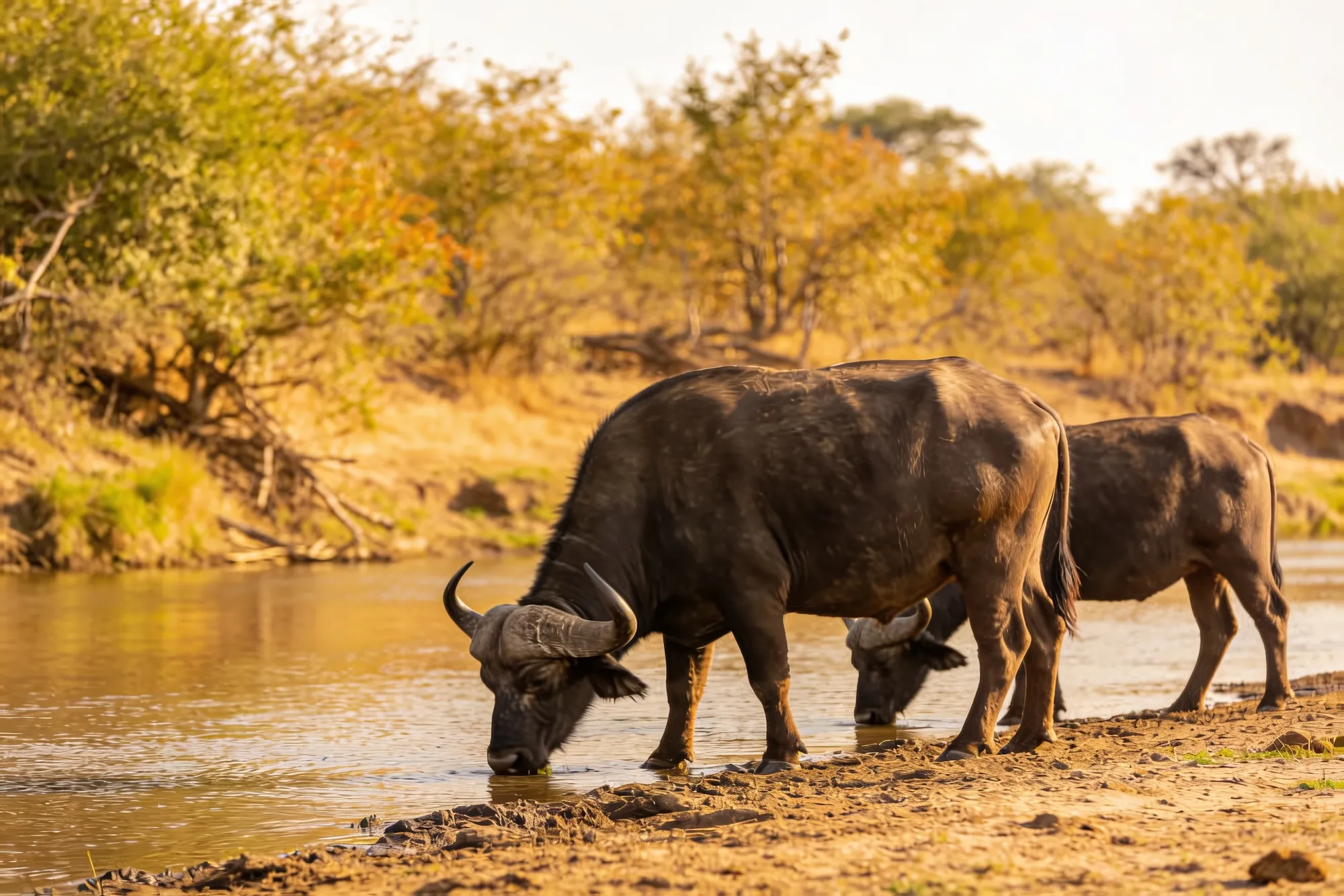 Photo: Buffalo along the river