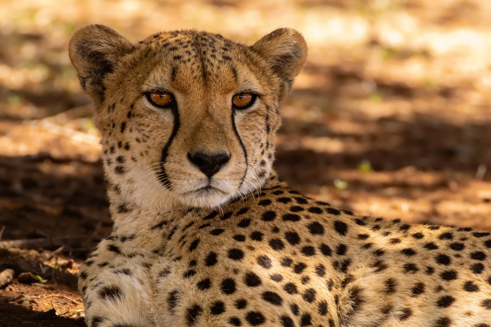 Photo — A cheetah at the Cango Wildlife Ranch