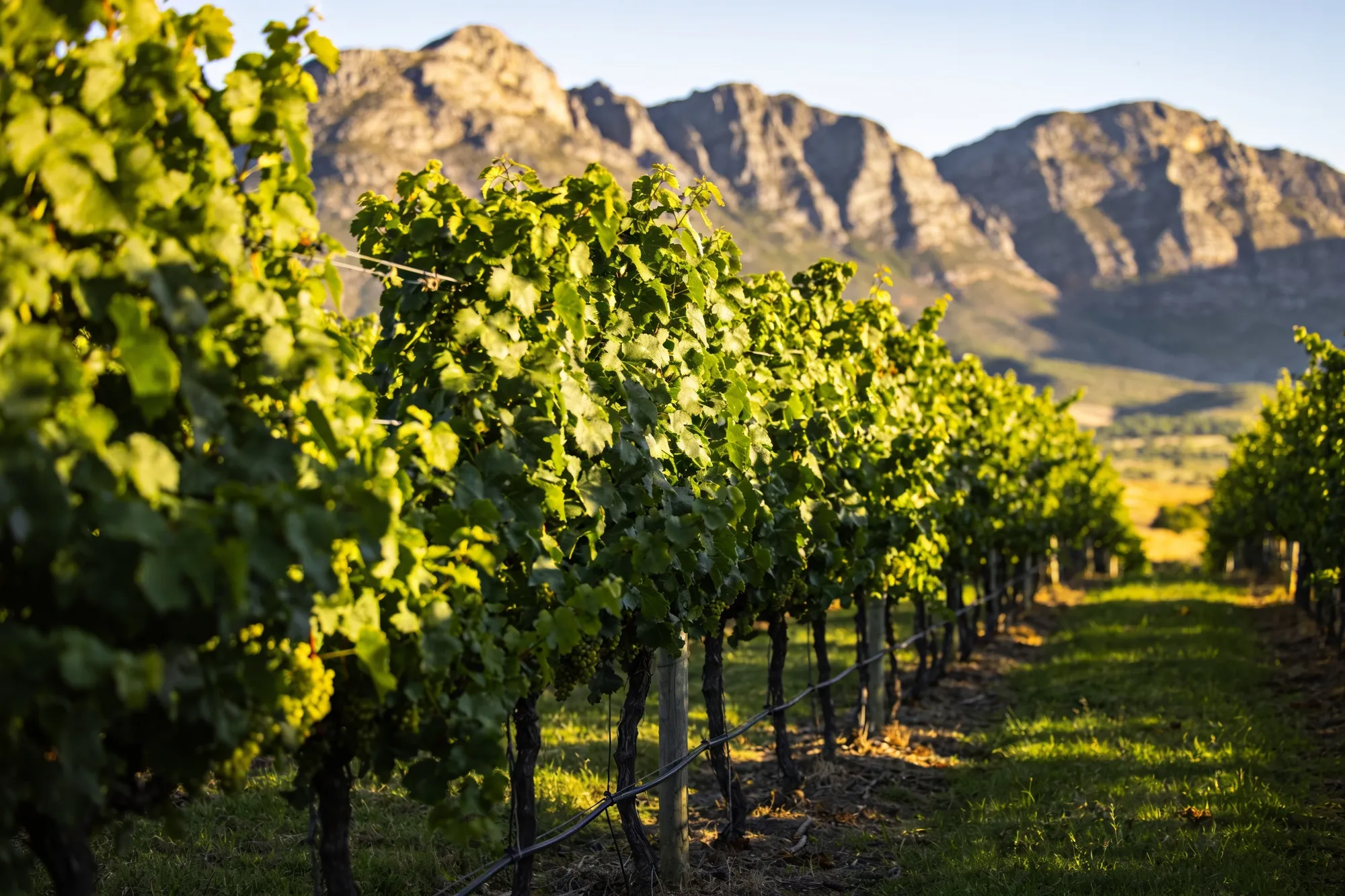 Photo — Vineyards under Paarl Mountain