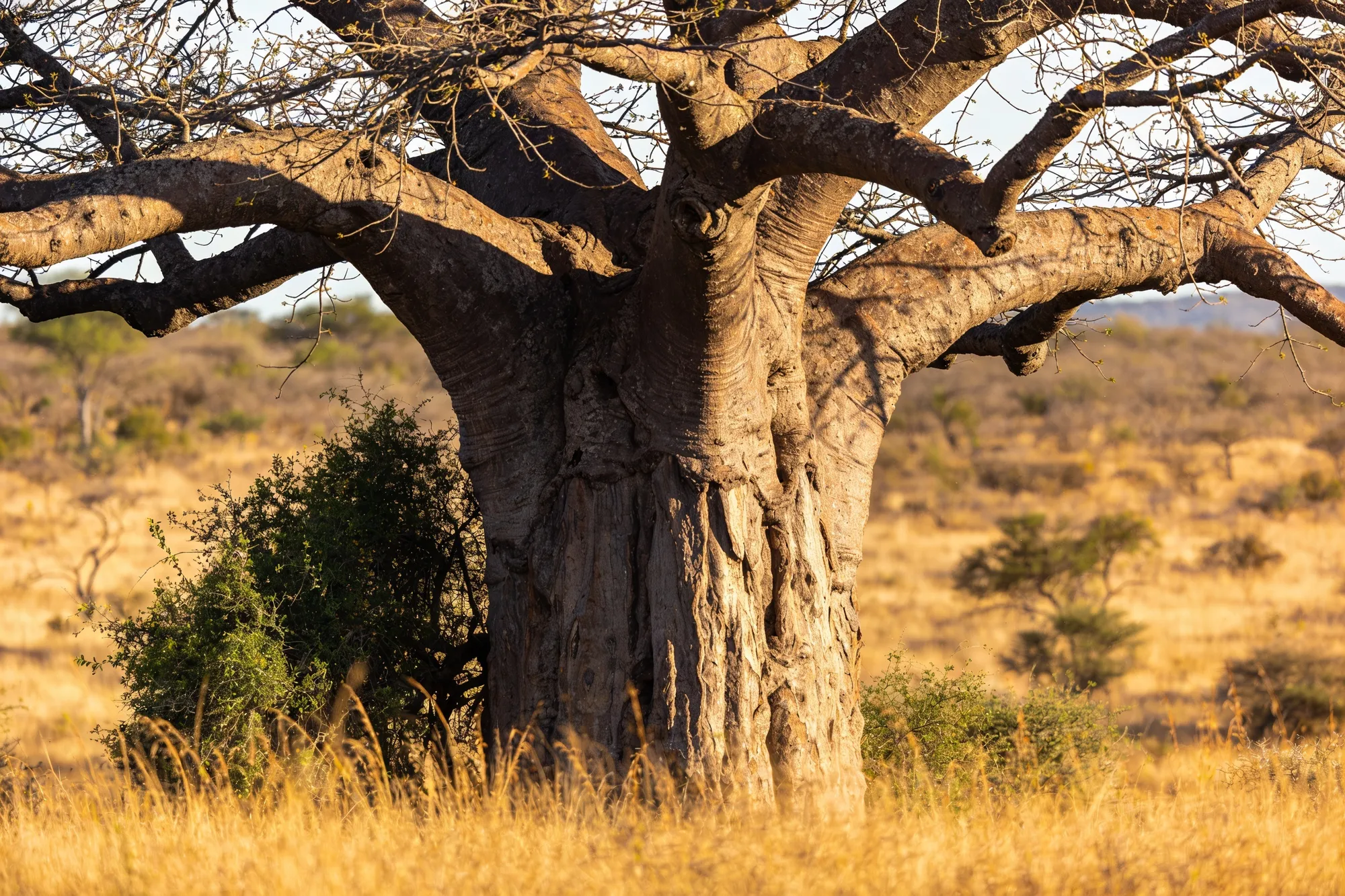 Photo: A giant baobab at Pafuri