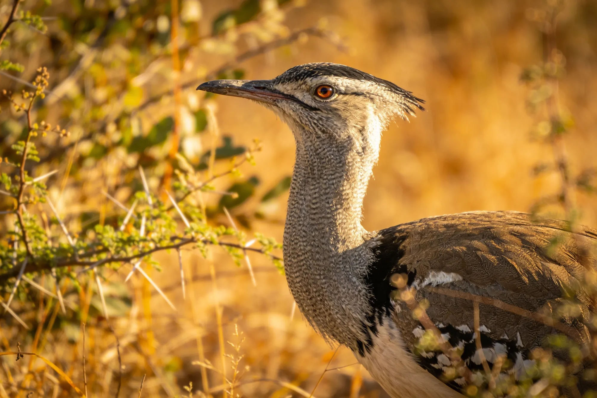 Photo: A northern special bird