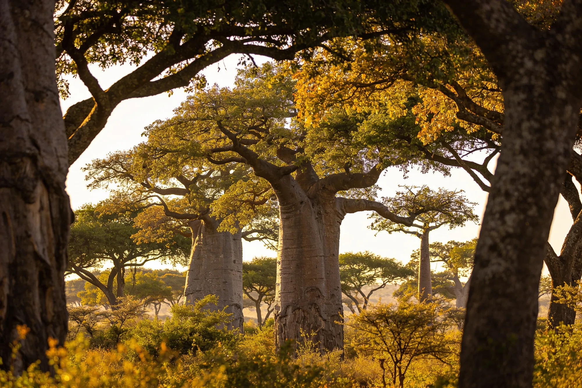 A forest of fever trees and giant baobabs along a river in northern Kruger