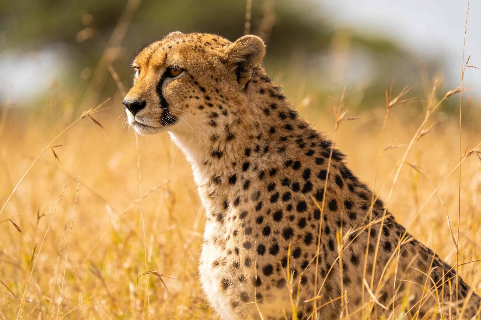Photo — A cheetah on the hunt