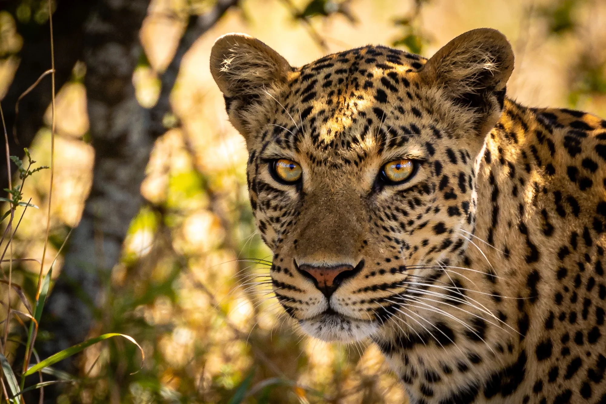 Photo — A leopard in the sand forest