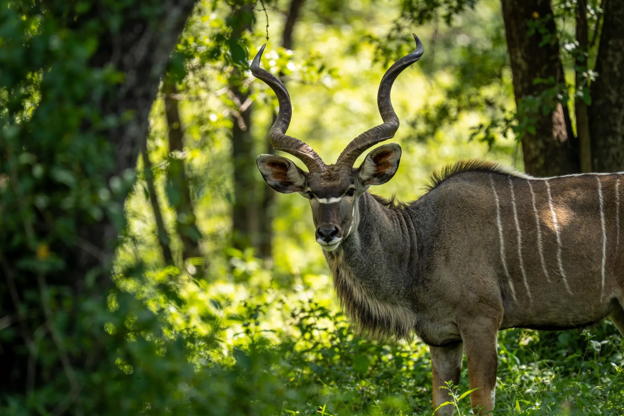 Photo — A nyala in the bush