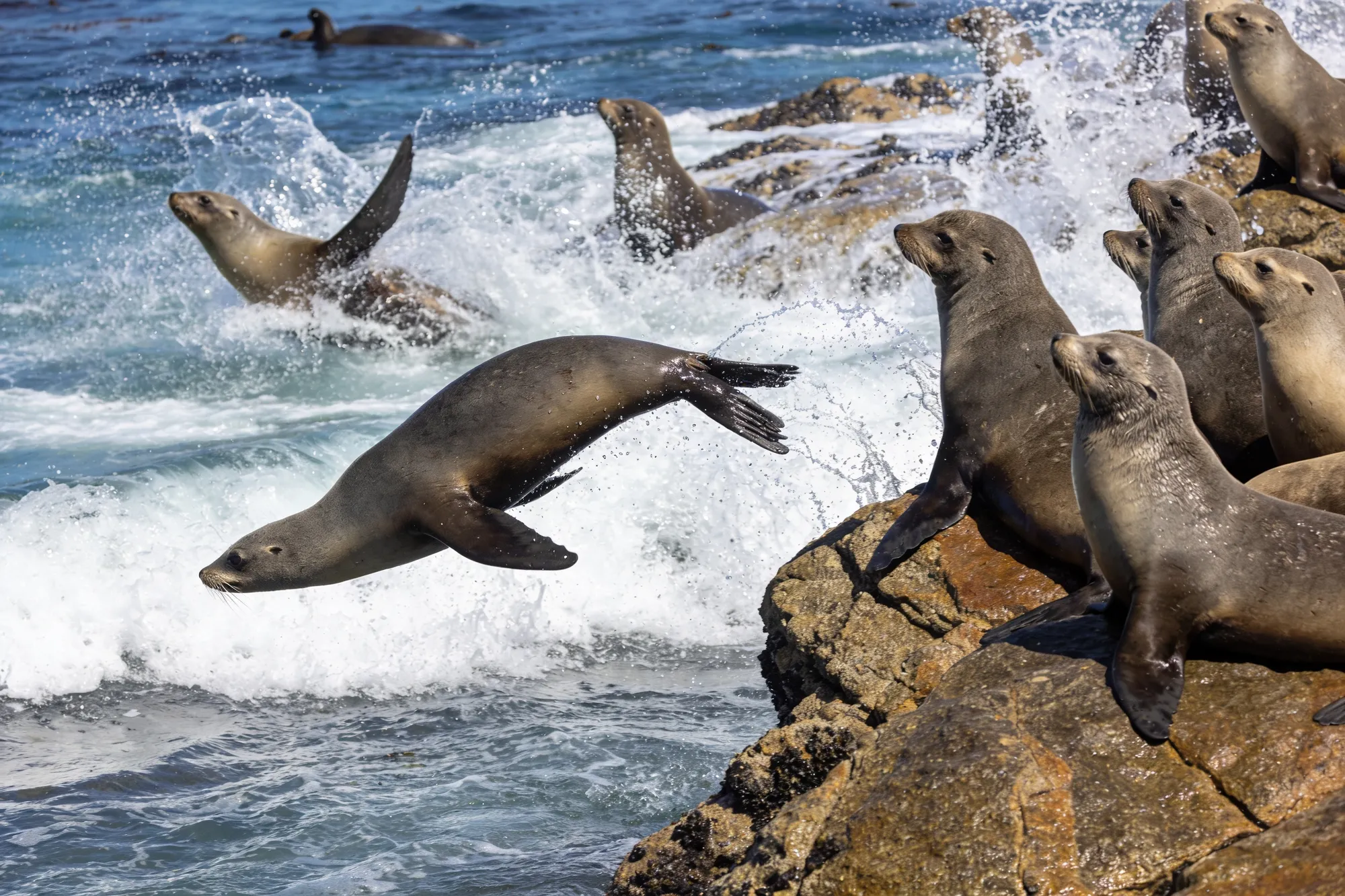 Photo — The Cape fur seal colony