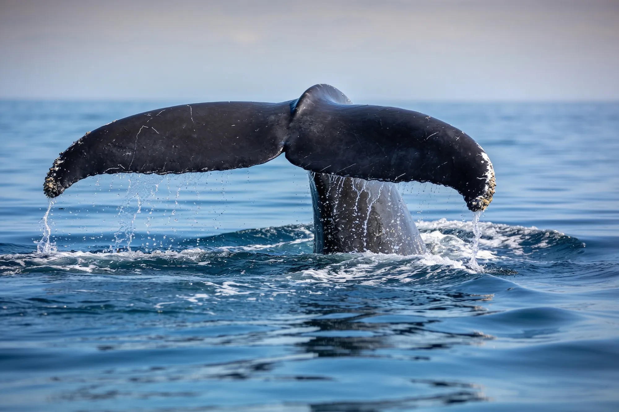 Photo — A whale offshore