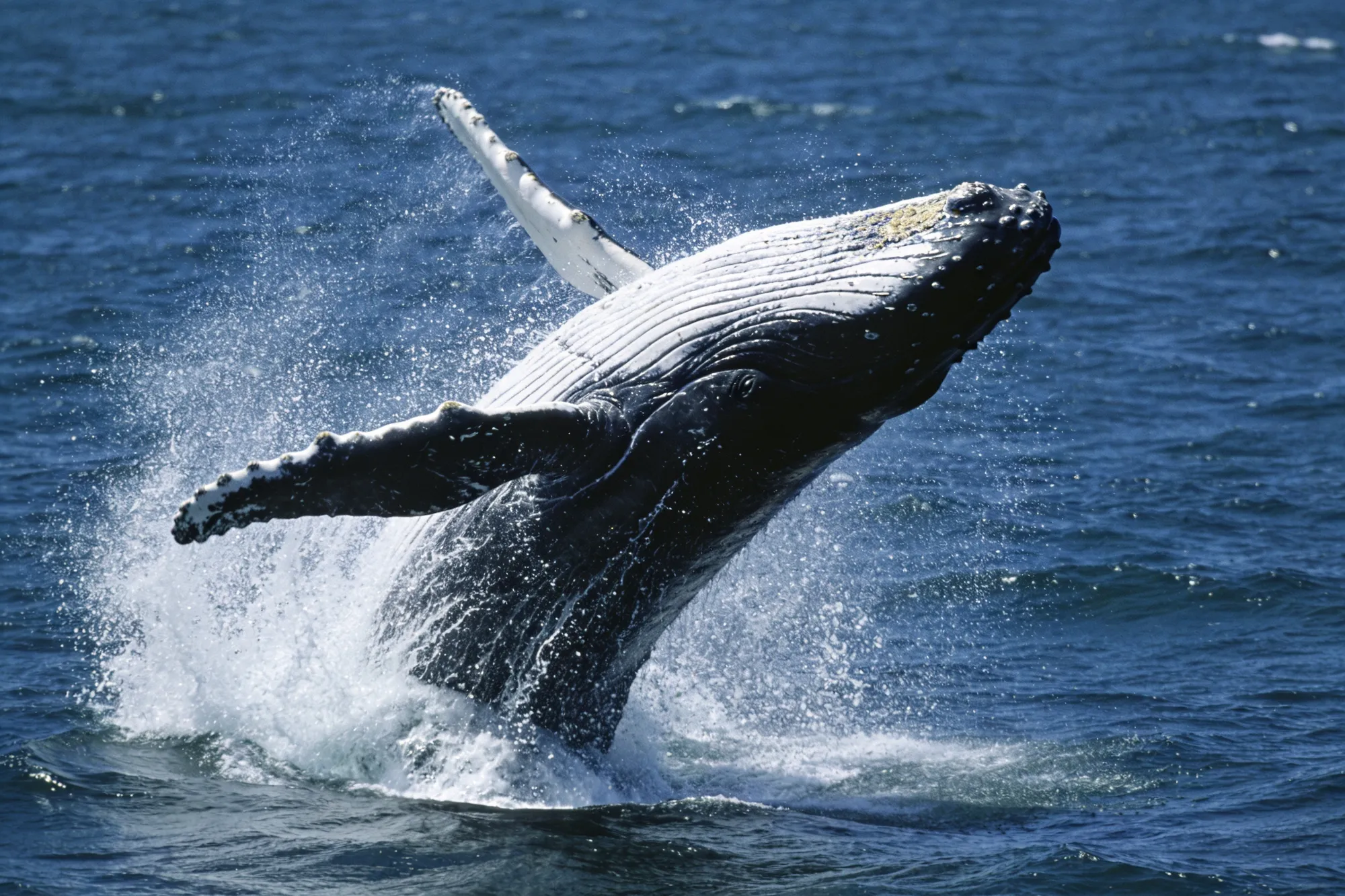 Whales, seals and the animal parks