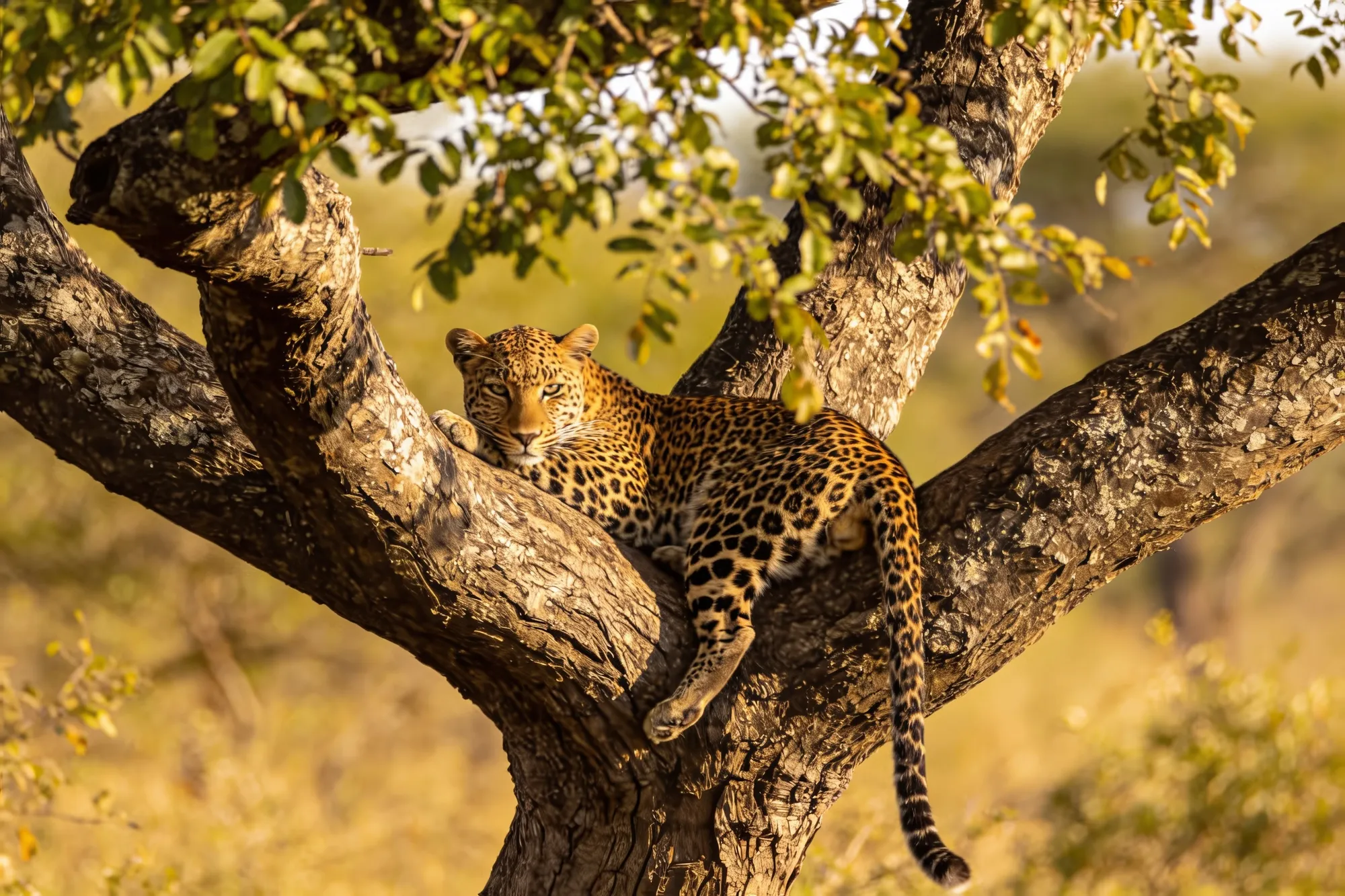 Photo: A leopard in a tree