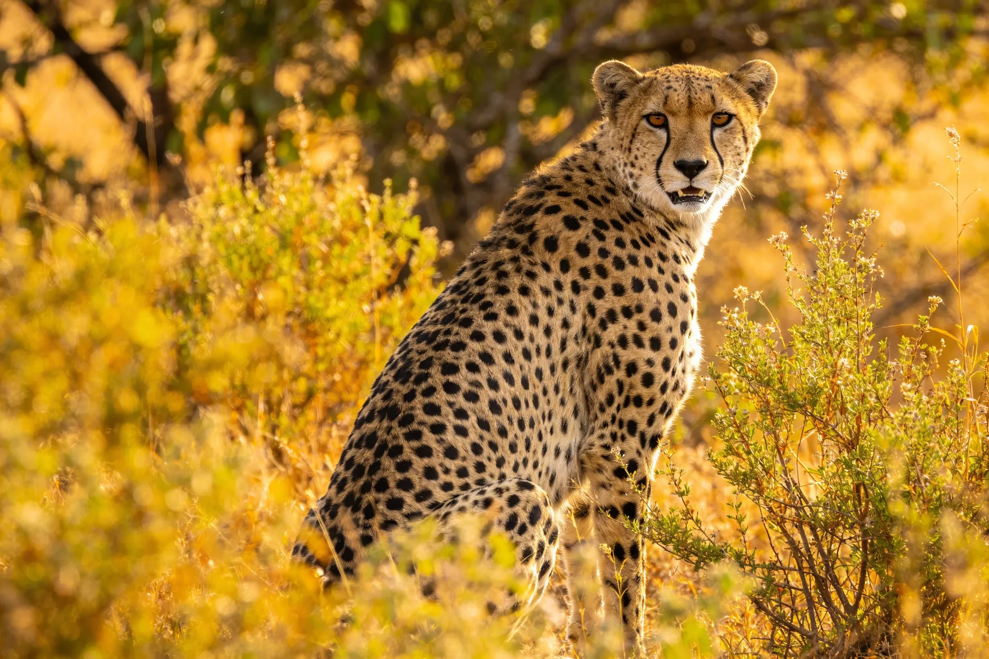 Photo: A cheetah at Satara