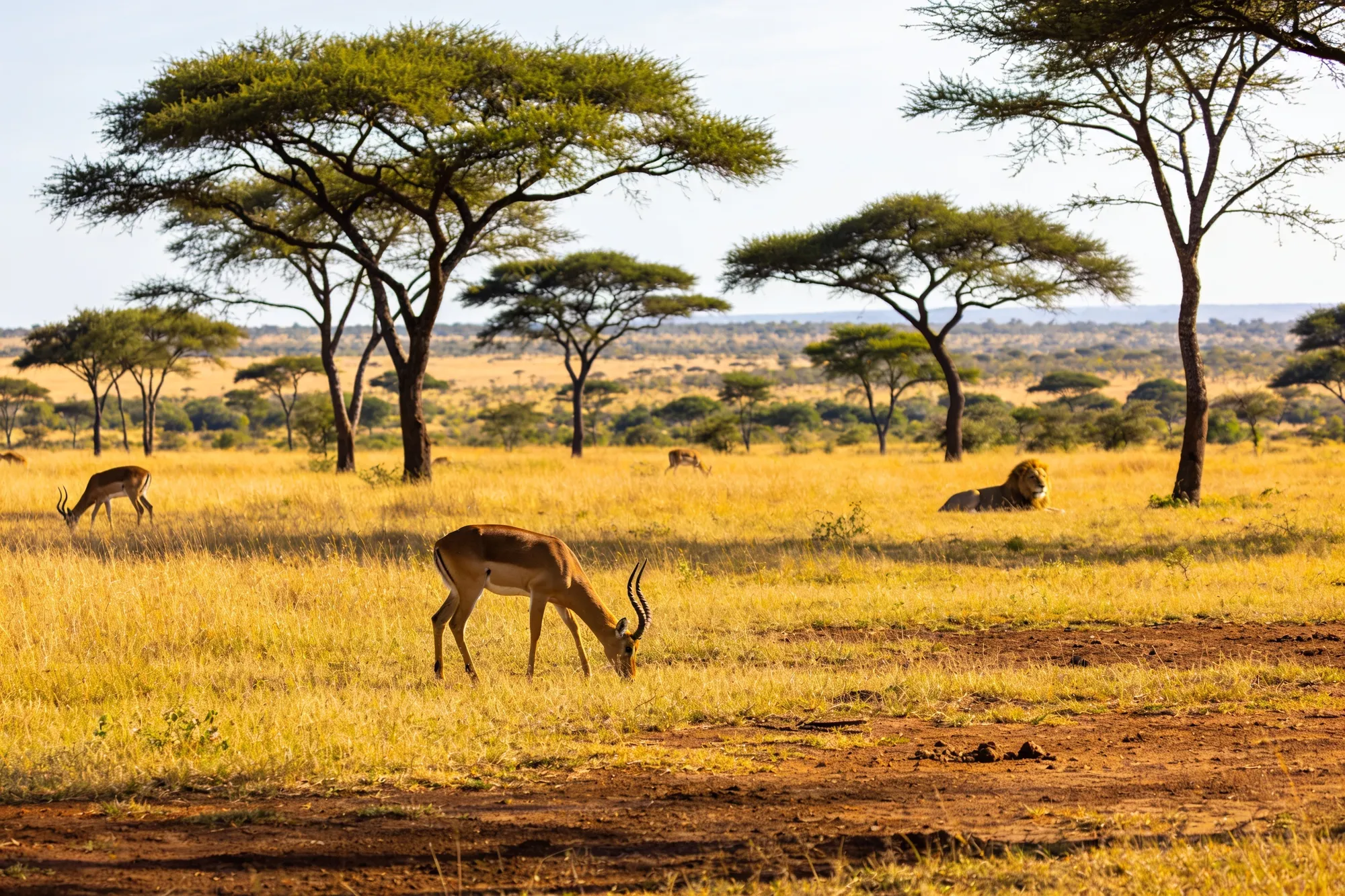 Photo: The open central grassland