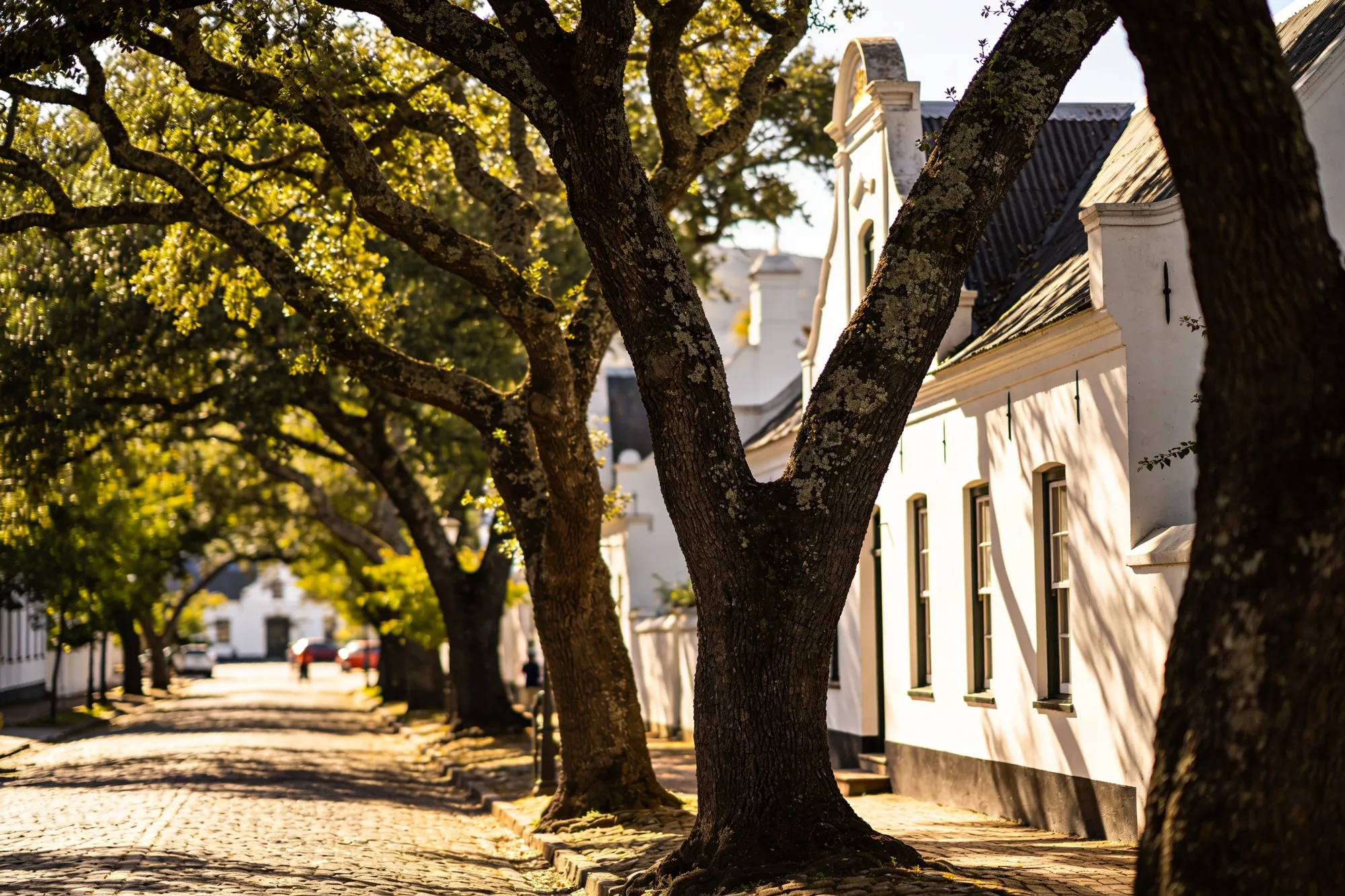 Photo — Oaks and gables on Dorp Street