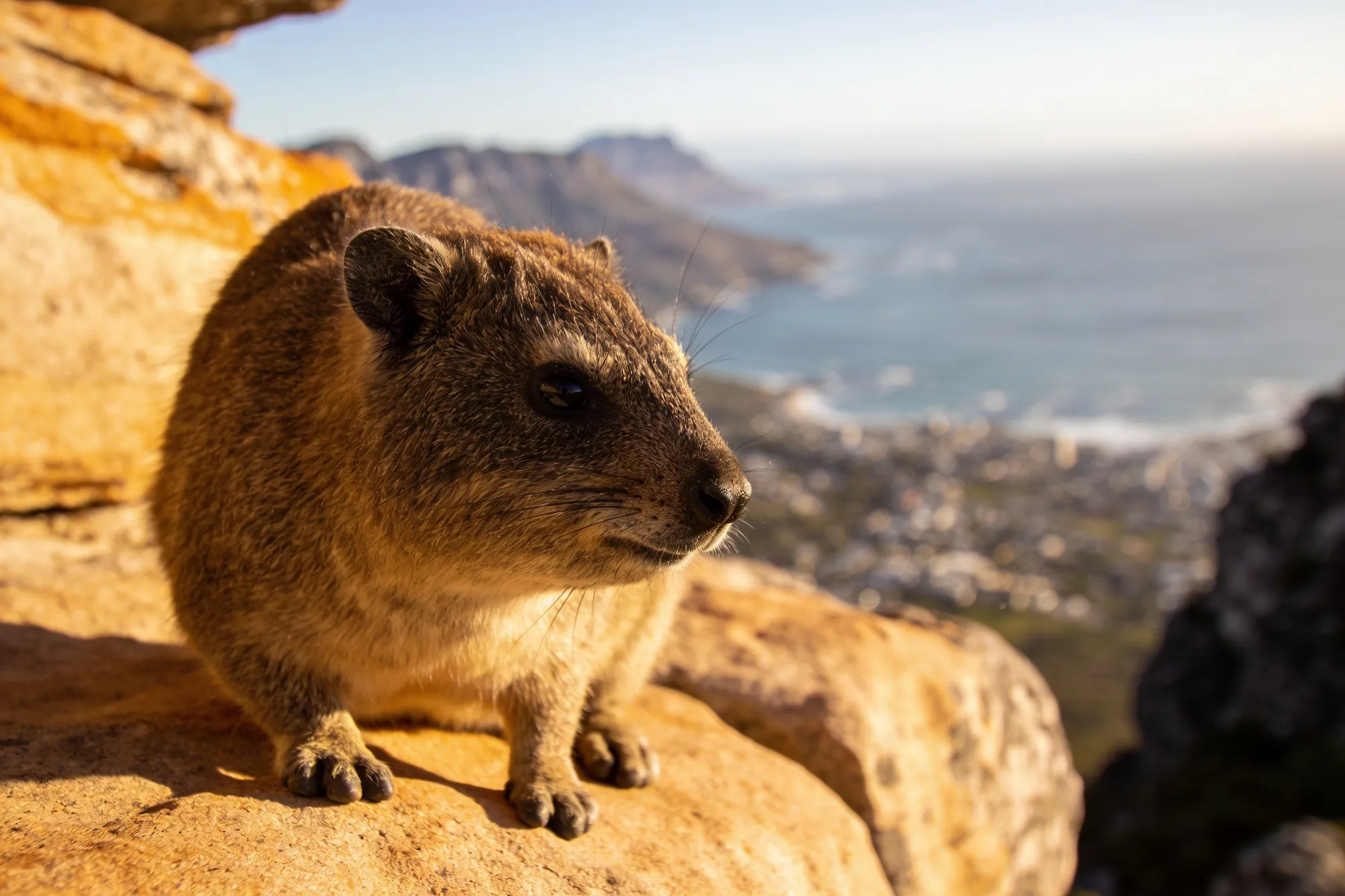 Photo — A dassie on the rocks