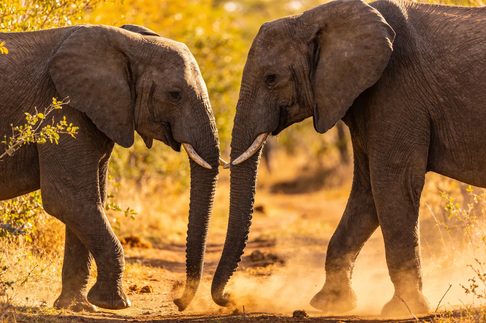 Photo: Elephants in Timbavati