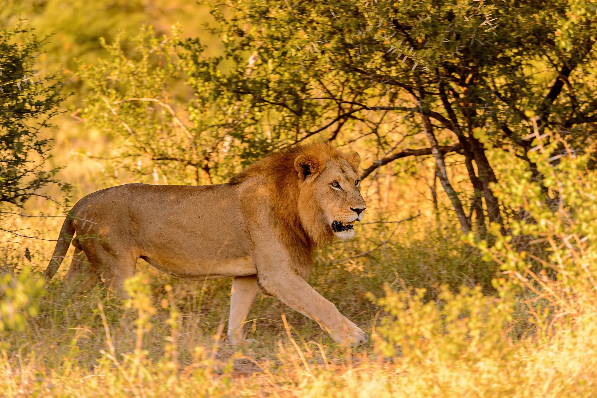 Photo: A lion in the Timbavati bush