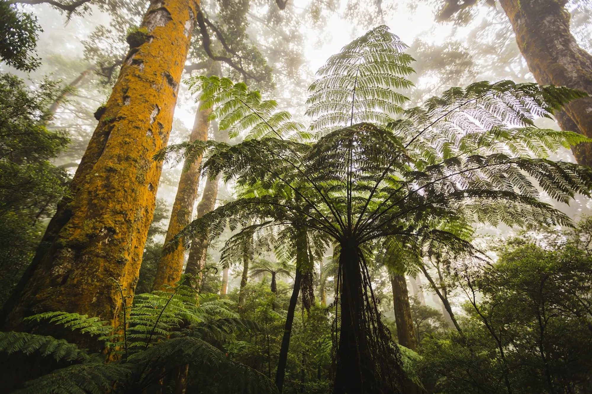 Photo — The Big Tree and the forest