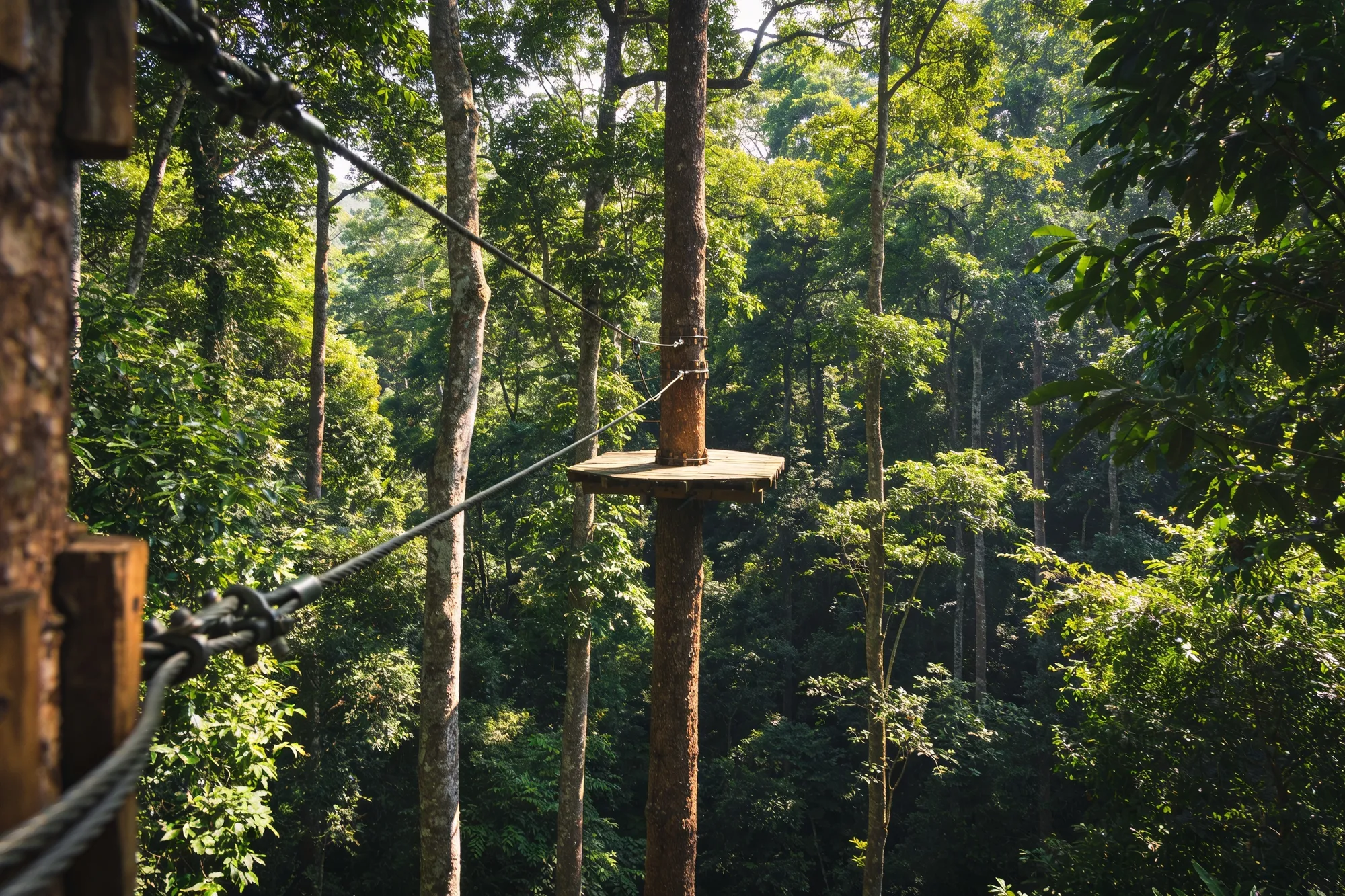 Photo — A forest canopy zipline