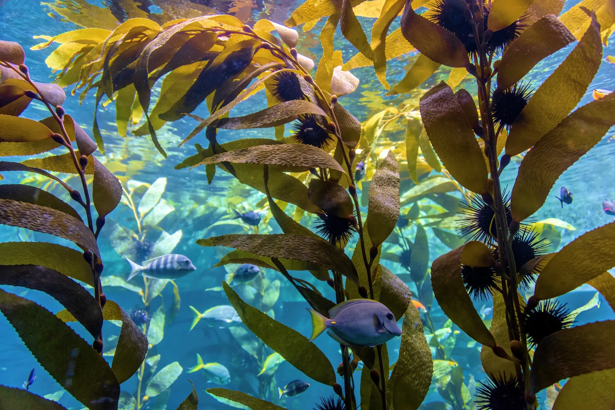 Foto: el tanque del bosque de kelp