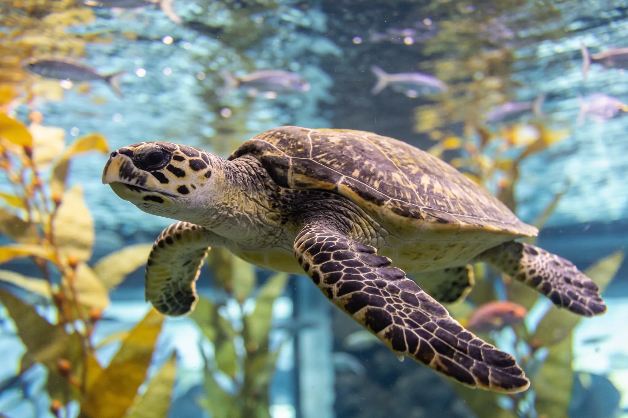 Foto: una tortuga rescatada