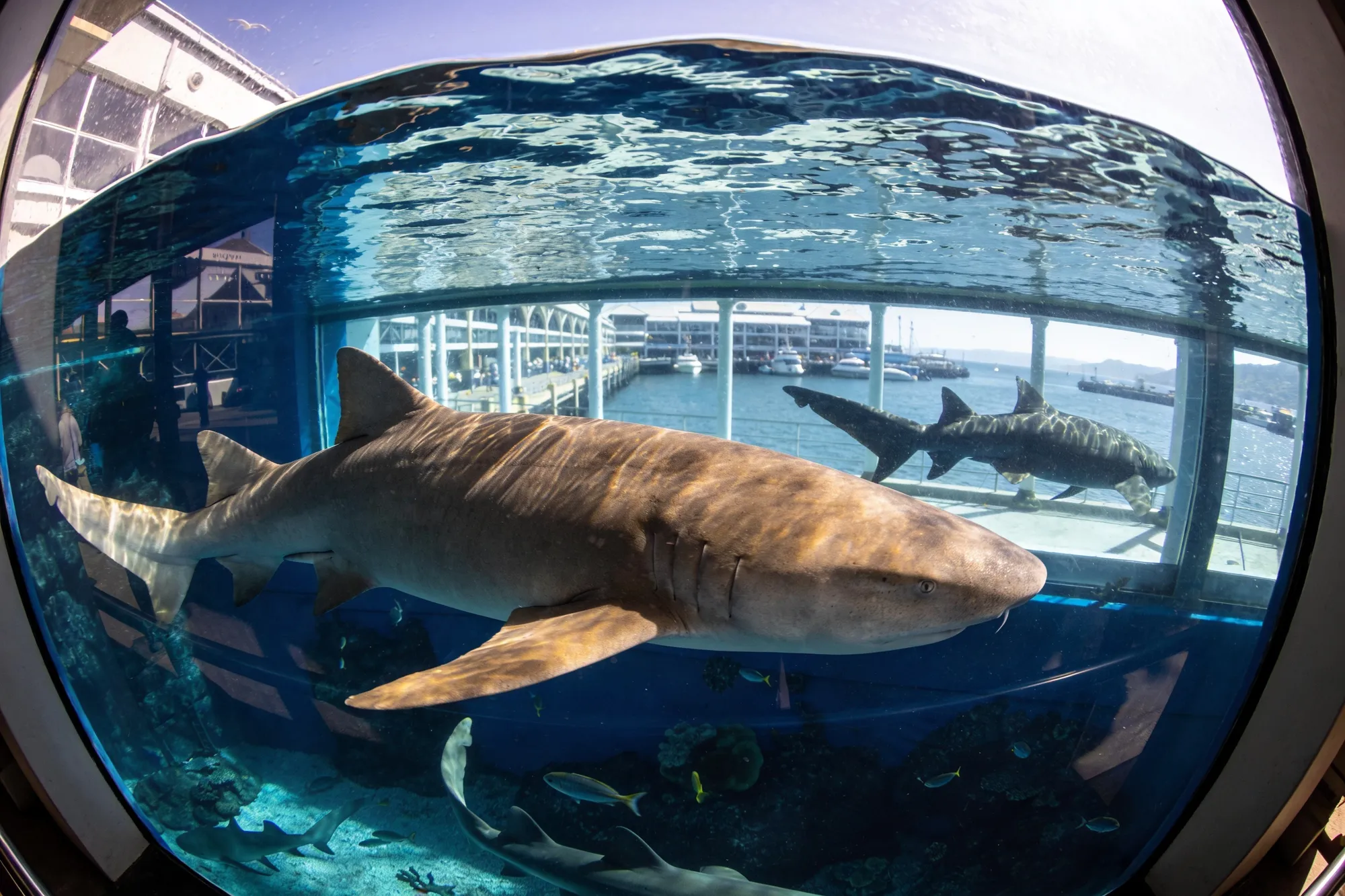 Visitantes observando tiburones y rayas a través de un enorme ventanal de tanque en el Two Oceans Aquarium