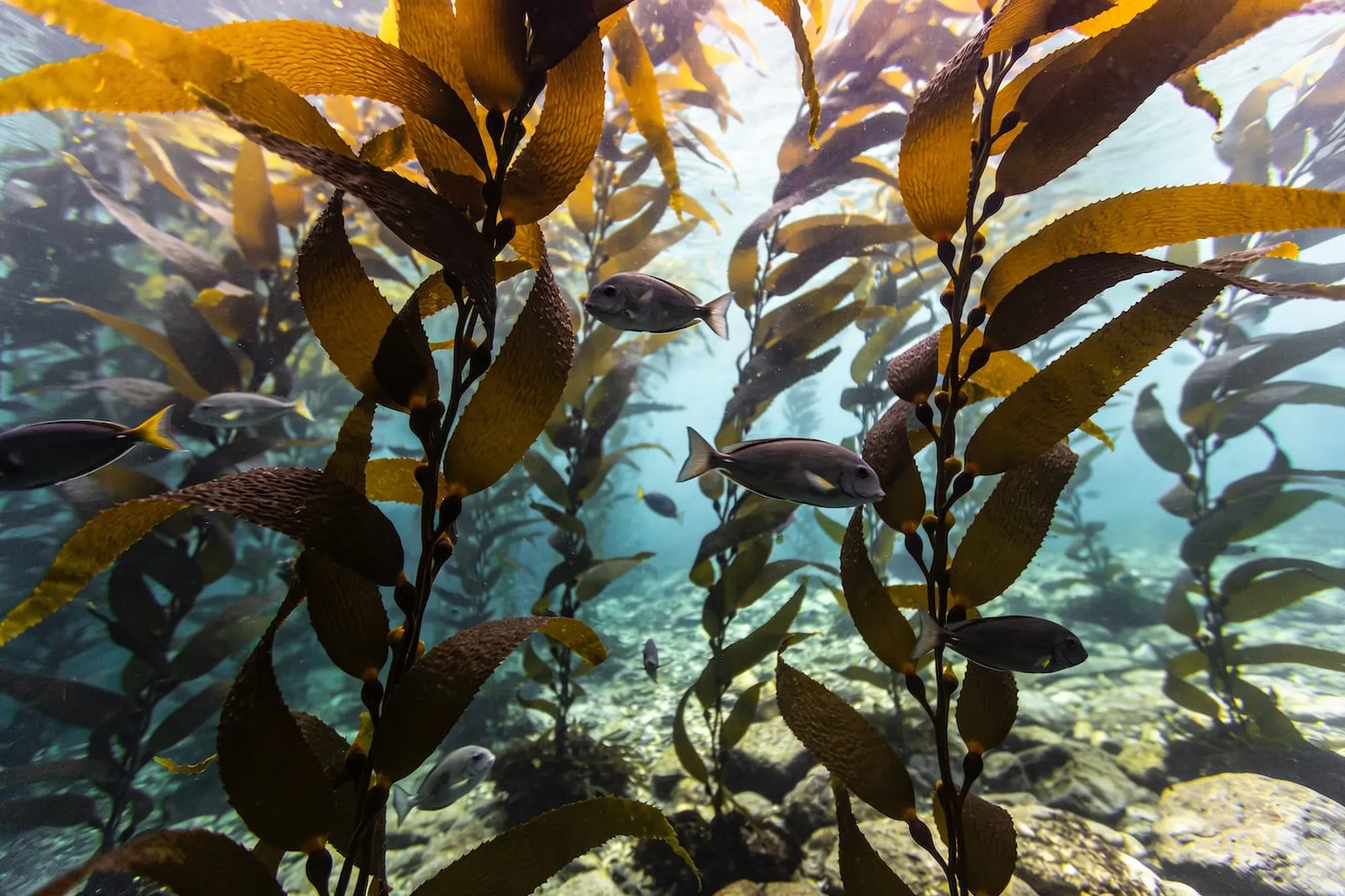 Bosque de kelp, depredadores y tortugas