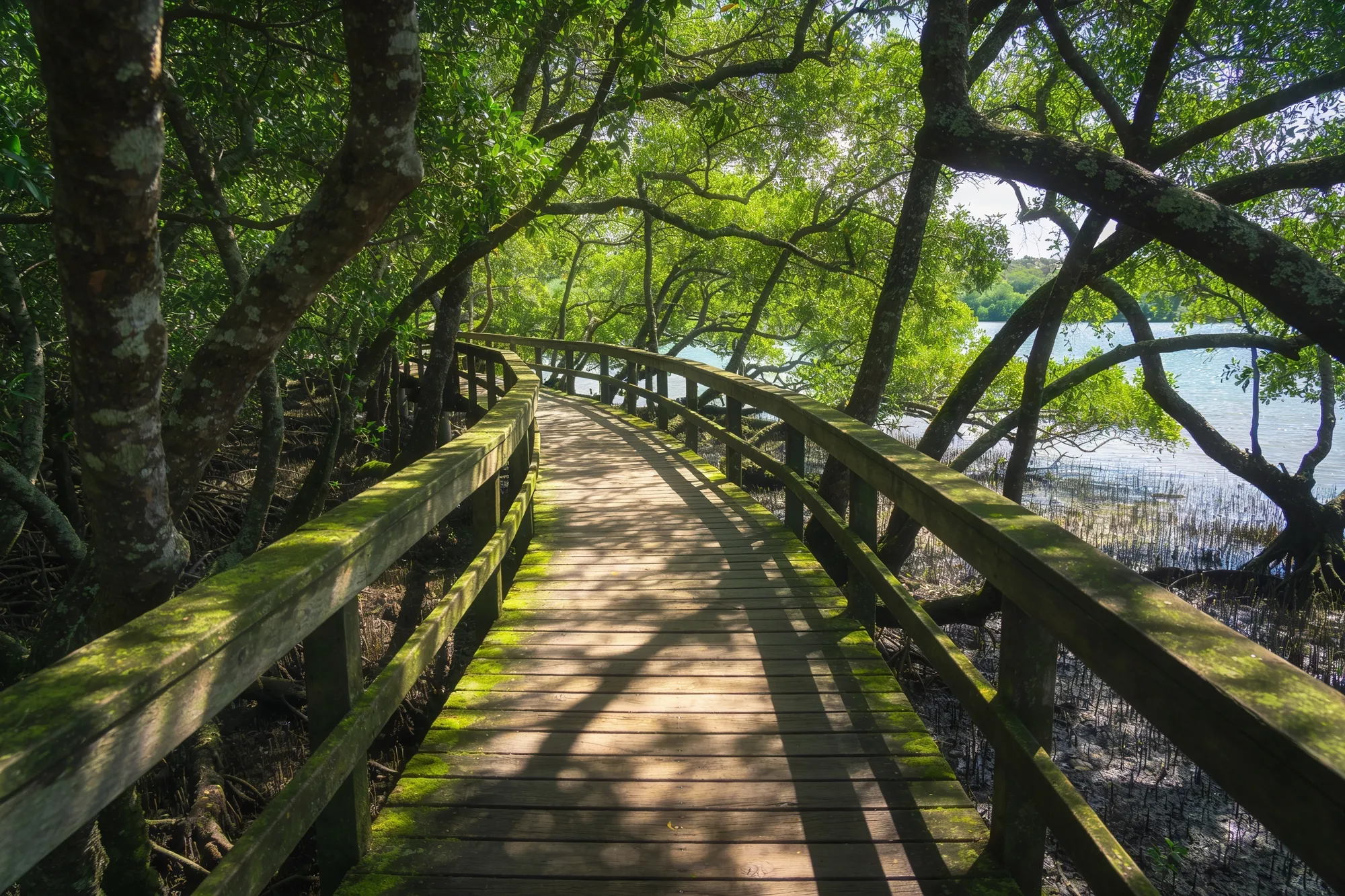 Photo — The boardwalk in the lagoon reserve