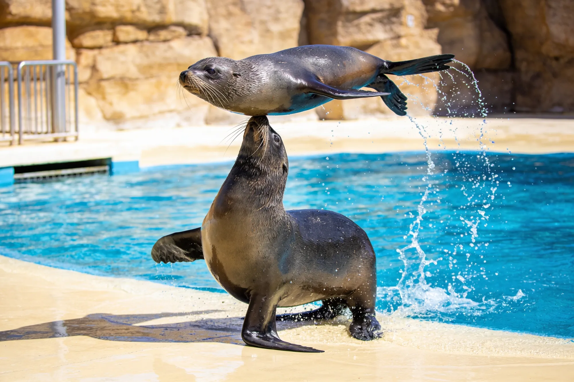 Photo — A seal show at uShaka